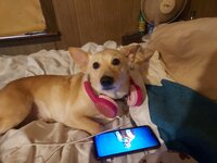 Shiloh James    Shallington white